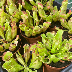 Sarracenia Purpurea 'Venosa Red' Carnivorous Plant