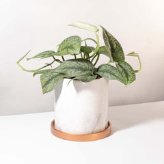 Scindapsus Exotica Silver Satin Pothos