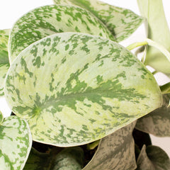 Scindapsus Exotica Silver Satin Pothos