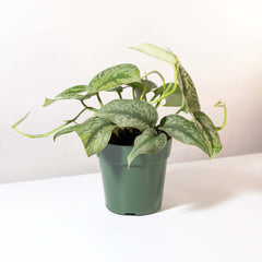 Scindapsus Exotica Silver Satin Pothos