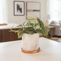 Scindapsus Exotica Silver Satin Pothos
