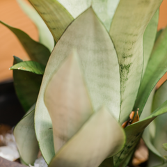 Silver Moonshine Sansevieria Snake Plant-Rare