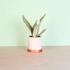 Silver Moonshine Sansevieria Snake Plant-Rare