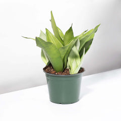 Silver Moonshine Sansevieria Snake Plant-Rare