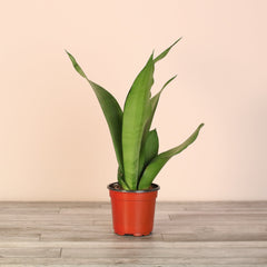 Silver Moonshine Sansevieria Snake Plant-Rare