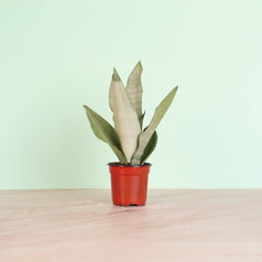 Silver Moonshine Sansevieria Snake Plant-Rare