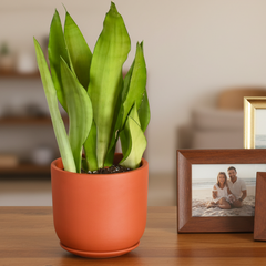 Silver Moonshine Sansevieria Snake Plant-Rare