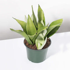 Silver Moonshine Sansevieria Snake Plant-Rare