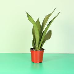 Silver Moonshine Sansevieria Snake Plant-Rare