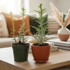 Silver Thicket African Succulent