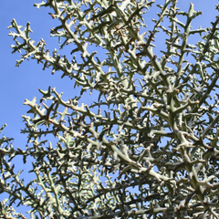 Silver Thicket African Succulent