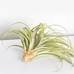 Tillandsia Capitata Peach Air Plant