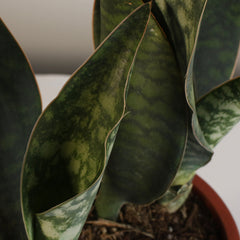 Shark Fin Sansevieria Snake Plant