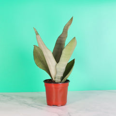 Silver Moonshine Sansevieria Snake Plant-Rare