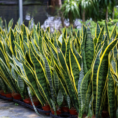 Variegated Golden Edge Sansevieria Snake Plant