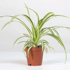 Spider Hardy Plant