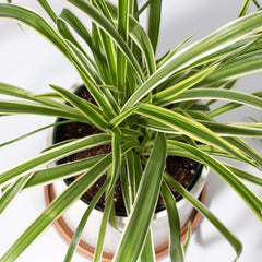 Spider Hardy Plant