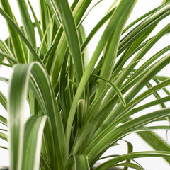 Spider Hardy Plant