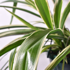 Spider Hardy Plant