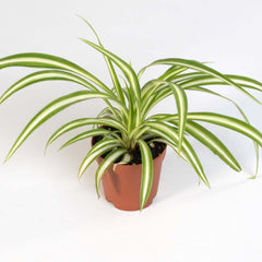Spider Hardy Plant