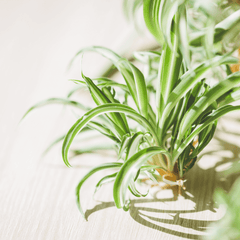 Spider Hardy Plant