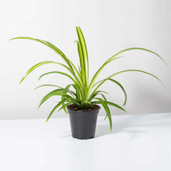 Spider Hardy Plant