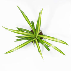 Spider Hardy Plant