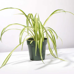 Spider Hardy Plant