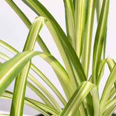 Spider Hardy Plant
