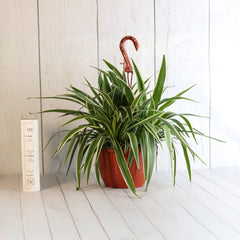 Spider Hardy Plant