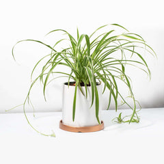 Spider Hardy Plant