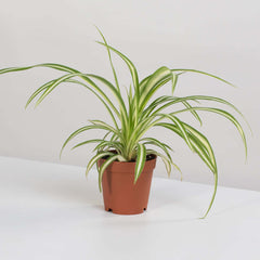 Spider Hardy Plant