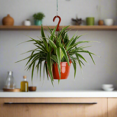 Spider Hardy Plant