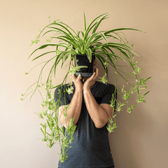 Spider Hardy Plant
