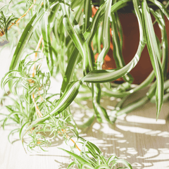 Spider Hardy Plant
