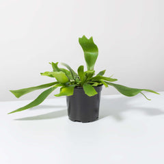 Staghorn Fern – Platycerium bifurcatum 'Elkhorn’