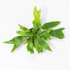 Staghorn Fern – Platycerium bifurcatum 'Elkhorn’