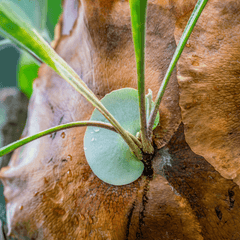 Staghorn Fern – Platycerium bifurcatum 'Elkhorn’