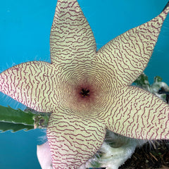 Stapelia Gigantea Zulu Giant Starfish Succulent