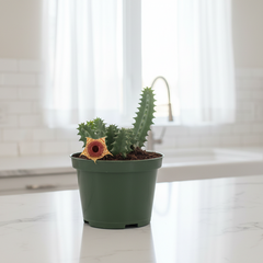 Life Saver Plant Starfish Cactus