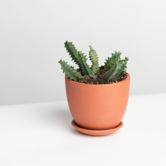 Life Saver Plant Starfish Cactus