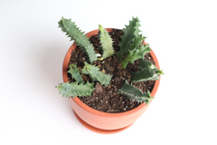 Life Saver Plant Starfish Cactus