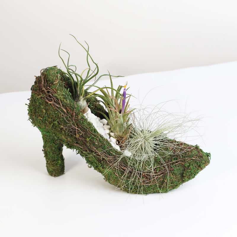 Stiletto Moss Planter Kit - DIY