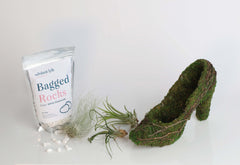 Stiletto Moss Planter Kit - DIY