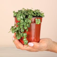 String of Turtles Trailing Plant