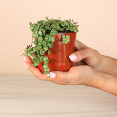 String of Turtles Trailing Plant