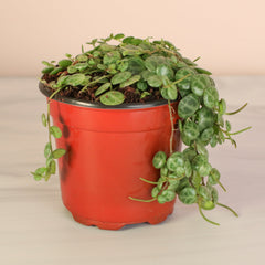 String of Turtles Trailing Plant