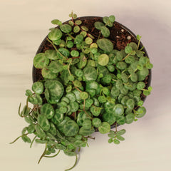 String of Turtles Trailing Plant