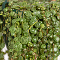String of Turtles Trailing Plant