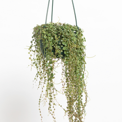 String of Turtles Trailing Plant